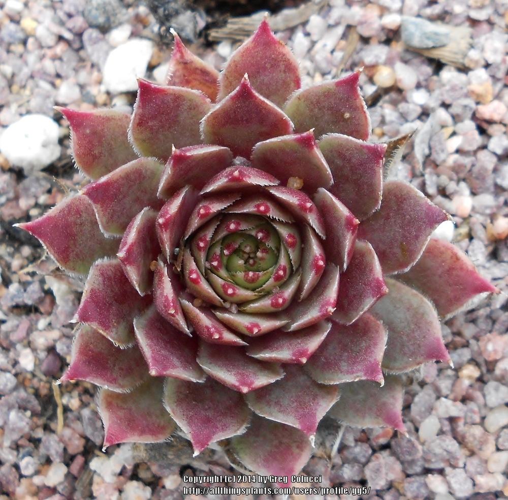 Photo of Hen and Chicks (Sempervivum calcareum 'Pink Pearl') uploaded by gg5