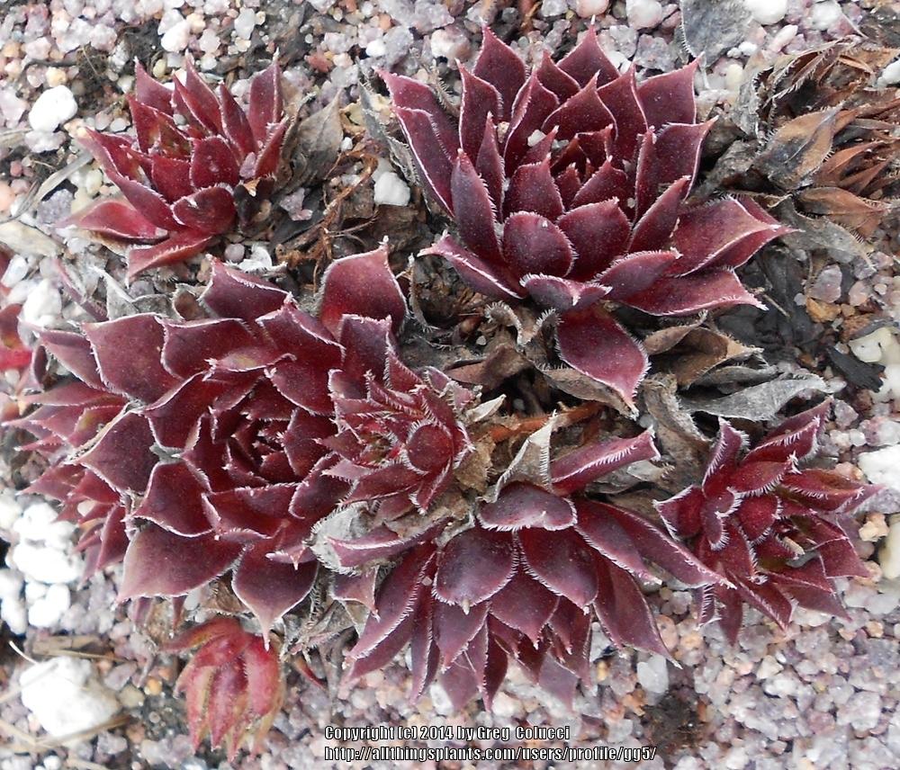 Photo of Hen and Chicks (Sempervivum 'Black Prince') uploaded by gg5