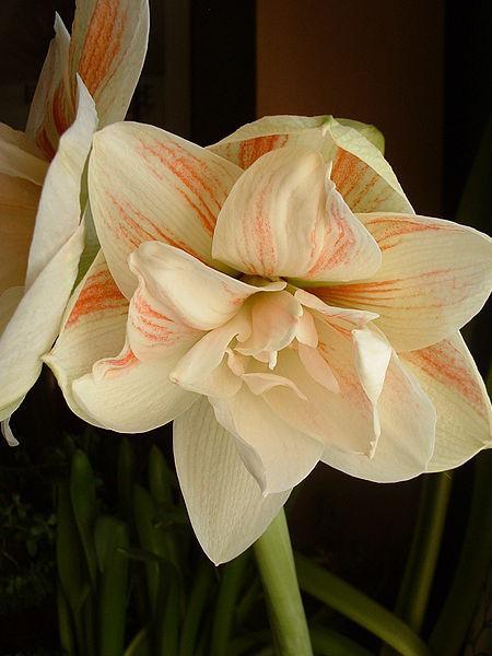 Photo of Amaryllis (Hippeastrum 'Nymph') uploaded by robertduval14