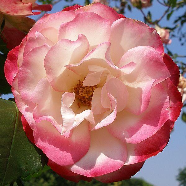 Photo of Rose (Rosa 'Cherry Parfait') uploaded by robertduval14