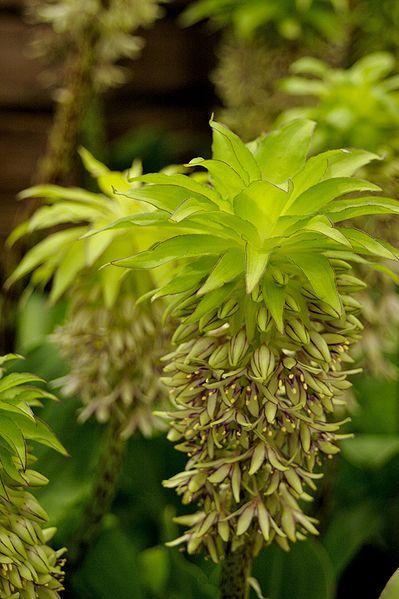 Photo of Pineapple Lily (Eucomis bicolor) uploaded by robertduval14