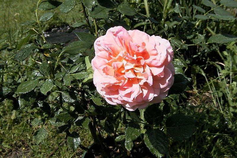 Photo of Rose (Rosa 'Augusta Luise') uploaded by robertduval14