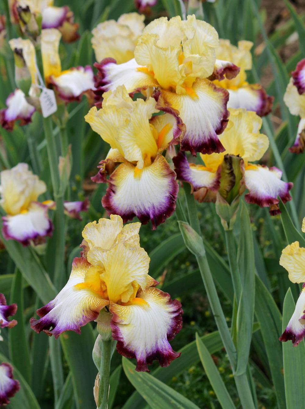 Photo of Tall Bearded Iris (Iris 'Glorious Sky') uploaded by ARUBA1334