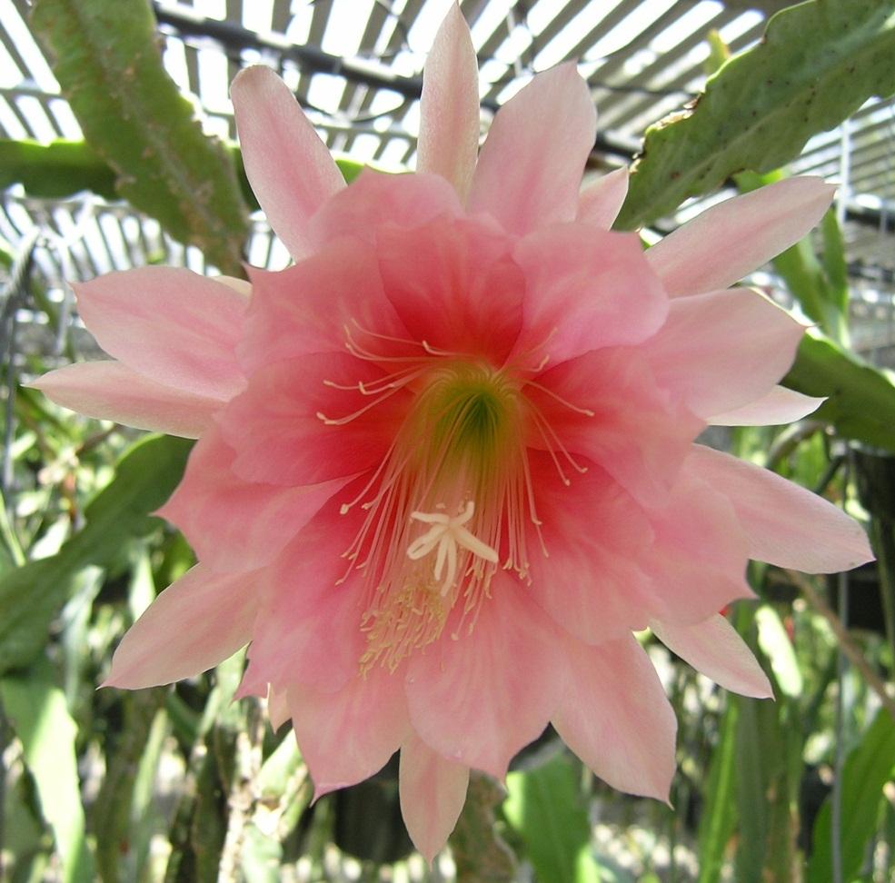 Photo of Orchid Cactus (Epiphyllum 'Agatha') uploaded by Innisfree