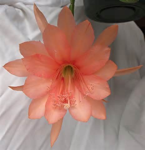 Photo of Hybrid Epiphyllum (Epiphyllum 'Just Beautiful') uploaded by Innisfree