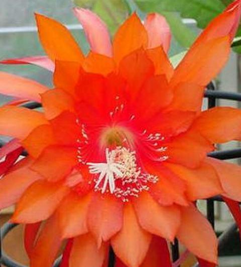 Photo of Hybrid Orchid Cactus (Epiphyllum 'Yavapai') uploaded by Innisfree