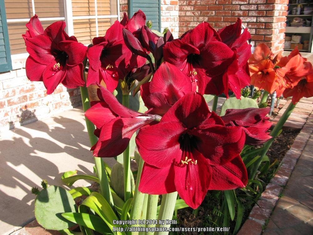 Photo of Amaryllis (Hippeastrum 'Red Pearl') uploaded by Kelli