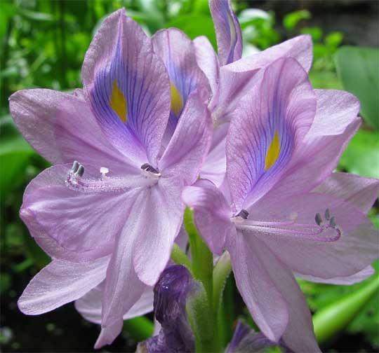 Photo of Water Hyacinth (Eichhornia crassipes) uploaded by SongofJoy