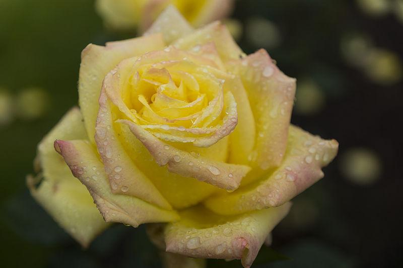 Photo of Rose (Rosa 'Irish Gold') uploaded by robertduval14