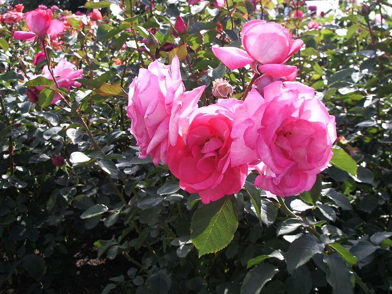 Photo of Rose (Rosa 'Eliza') uploaded by robertduval14
