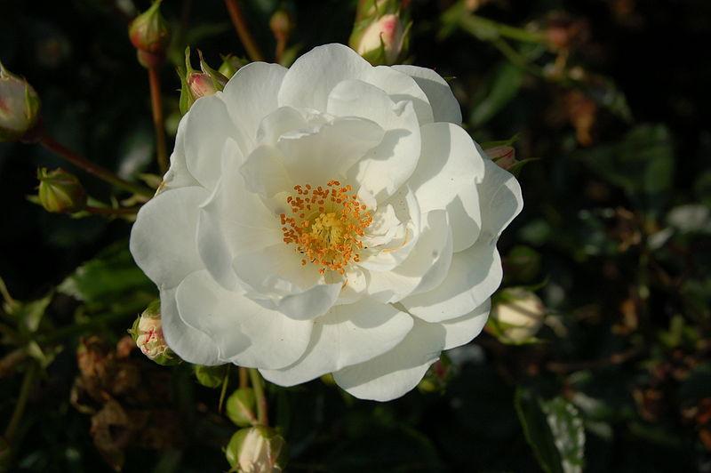 Photo of Floribunda Rose (Rosa 'Innocencia') uploaded by robertduval14