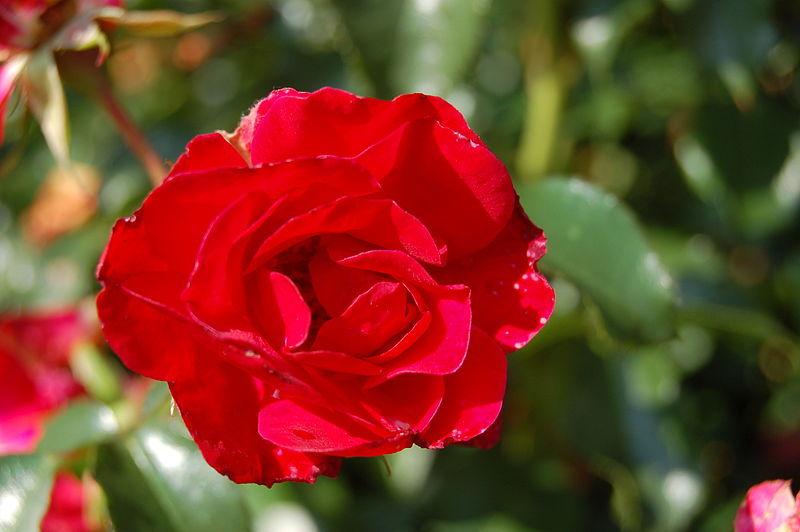 Photo of Rose (Rosa 'Rotilia') uploaded by robertduval14