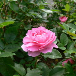 Location: Peggy Rockefeller Rose Garden
Date: May