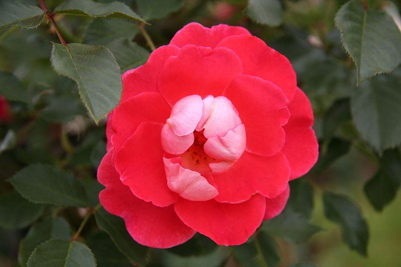 Photo of Rose (Rosa 'Matangi') uploaded by robertduval14