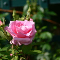 Location: Peggy Rockefeller Rose Garden
Date: May