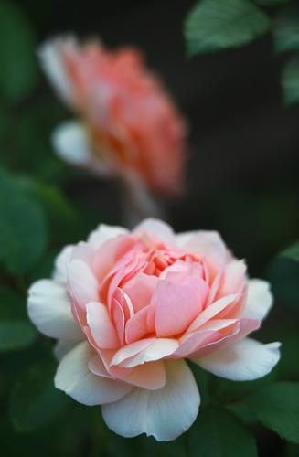 Photo of Rose (Rosa 'Grace') uploaded by robertduval14