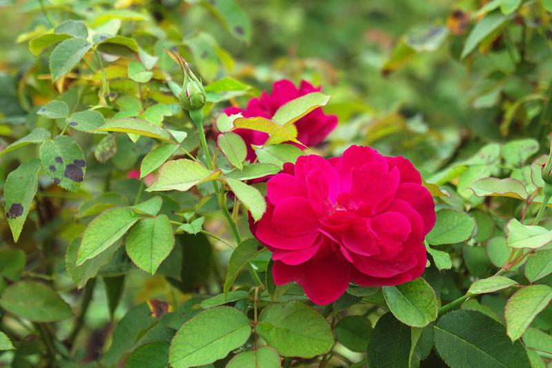 Photo of English Shrub Rose (Rosa 'Darcey Bussell') uploaded by robertduval14