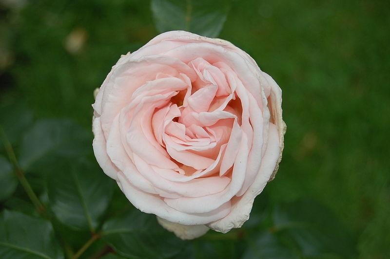 Photo of Rose (Rosa 'Schloss Ippenburg') uploaded by robertduval14