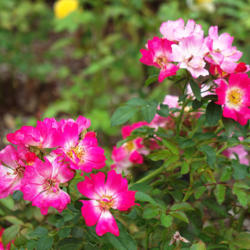Location: Peggy Rockefeller Rose Garden
Date: August
credit: Kelvinsong