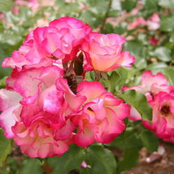 Location: Bagatelle Rose Garden
Date: June
credit: Georges Seguin