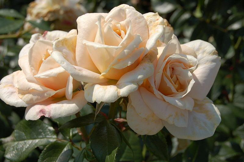 Photo of Floribunda Rose (Rosa 'Lions-Rose') uploaded by robertduval14
