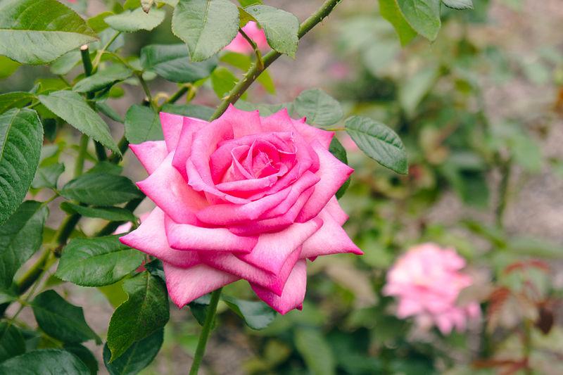 Photo of Rose (Rosa 'Wedding Bells') uploaded by robertduval14