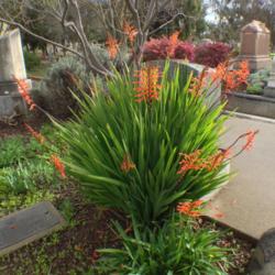 Location: Hamilton Square perennial garden Historic City Cemetery, Sacramento CA.
Date: 2014-03-01