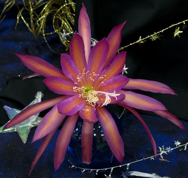 Photo of Hybrid Epiphyllum (Epiphyllum 'Raspberry Ribbon') uploaded by Innisfree