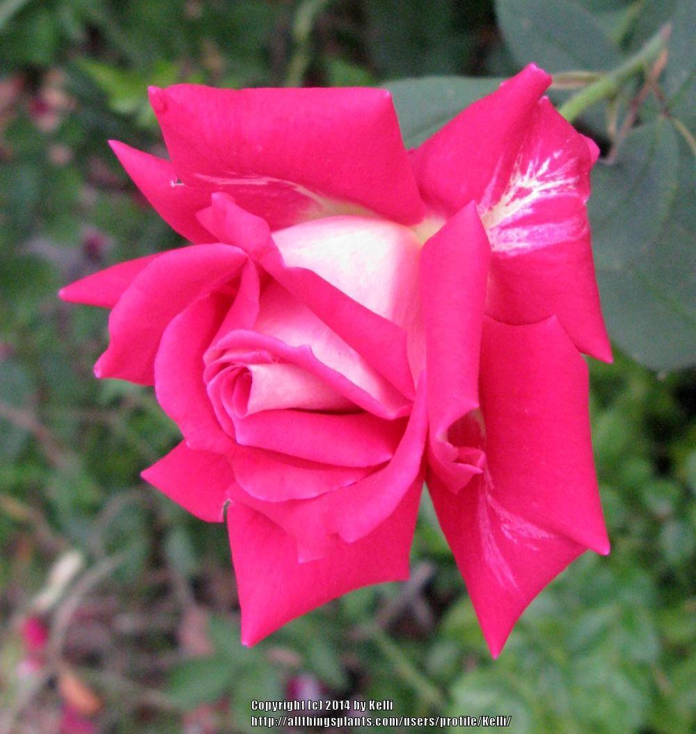 Photo of Rose (Rosa 'Love') uploaded by Kelli