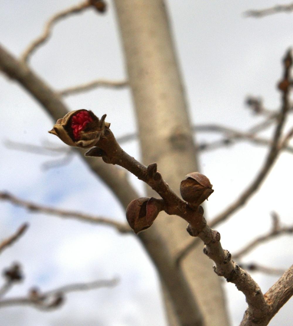 Photo of Persian Ironwood (Parrotia persica) uploaded by dirtdorphins