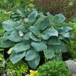 Location: In the garden of the hybridizer, Gene Wogoman
Date: Summer 2007
An "eye catcher" hosta from a distance and close up