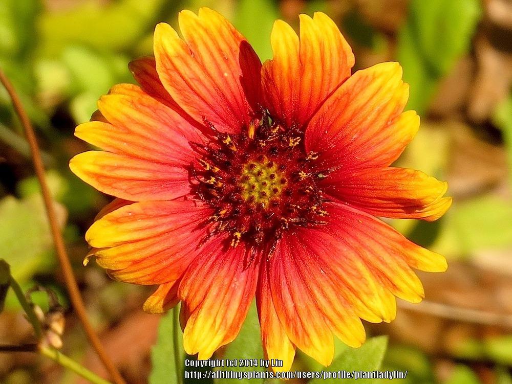 Photo of Blanket Flower (Gaillardia 'Arizona Sun') uploaded by plantladylin