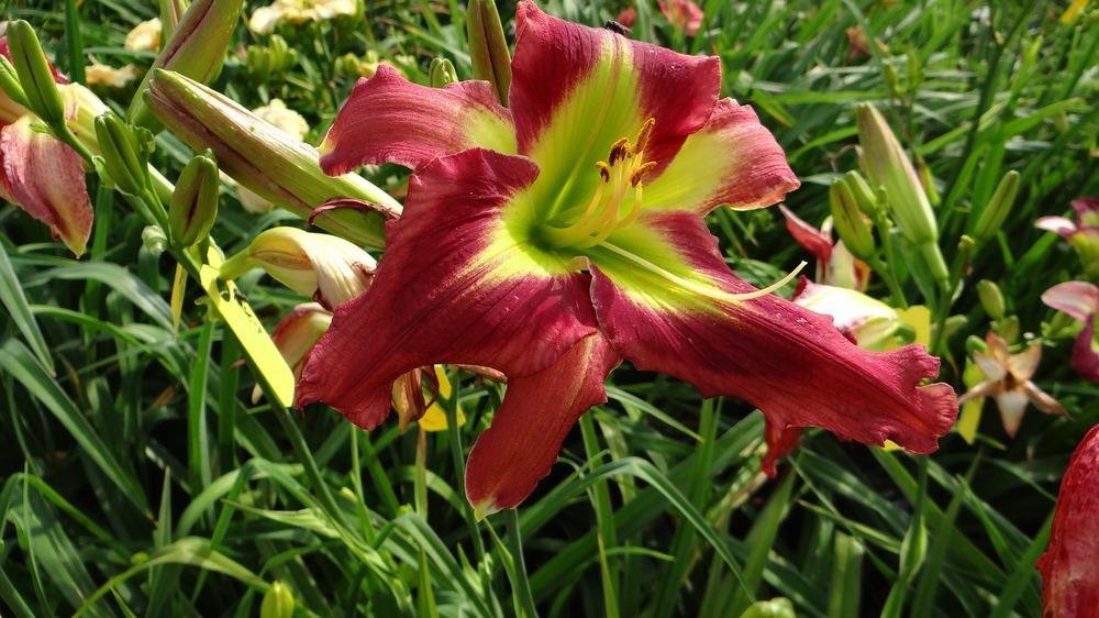 Photo of Daylily (Hemerocallis 'Crimson and Clover') uploaded by snickerspooh