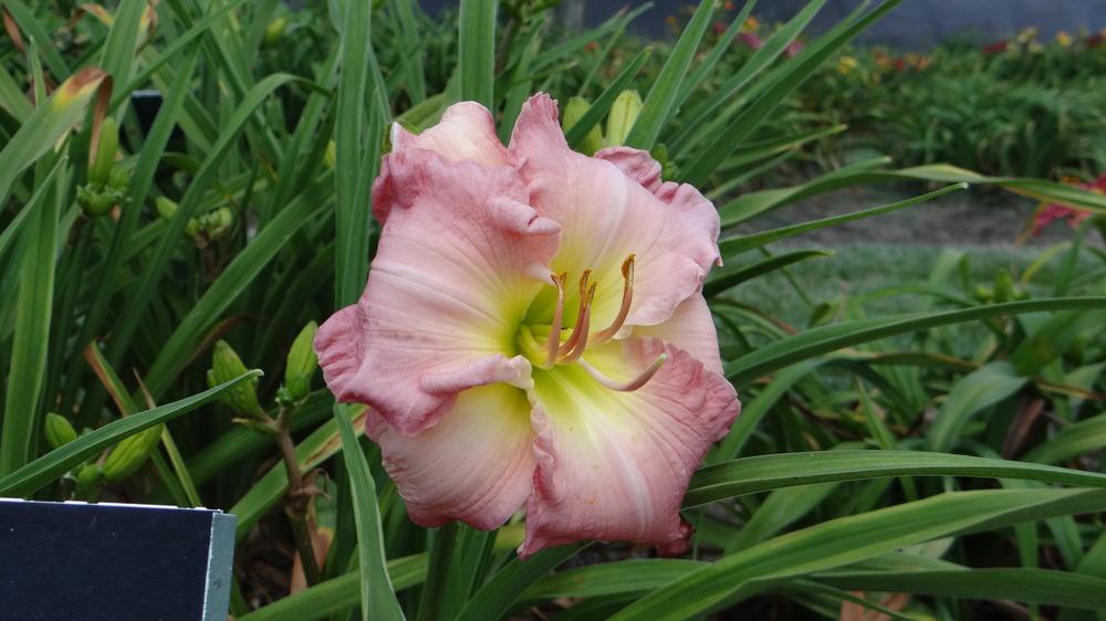 Photo of Daylily (Hemerocallis 'Sweet Summer's Flair') uploaded by snickerspooh