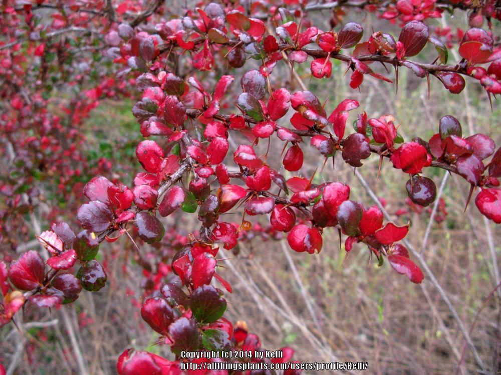 Photo of Fuchsia-Flowered Gooseberry (Ribes speciosum) uploaded by Kelli