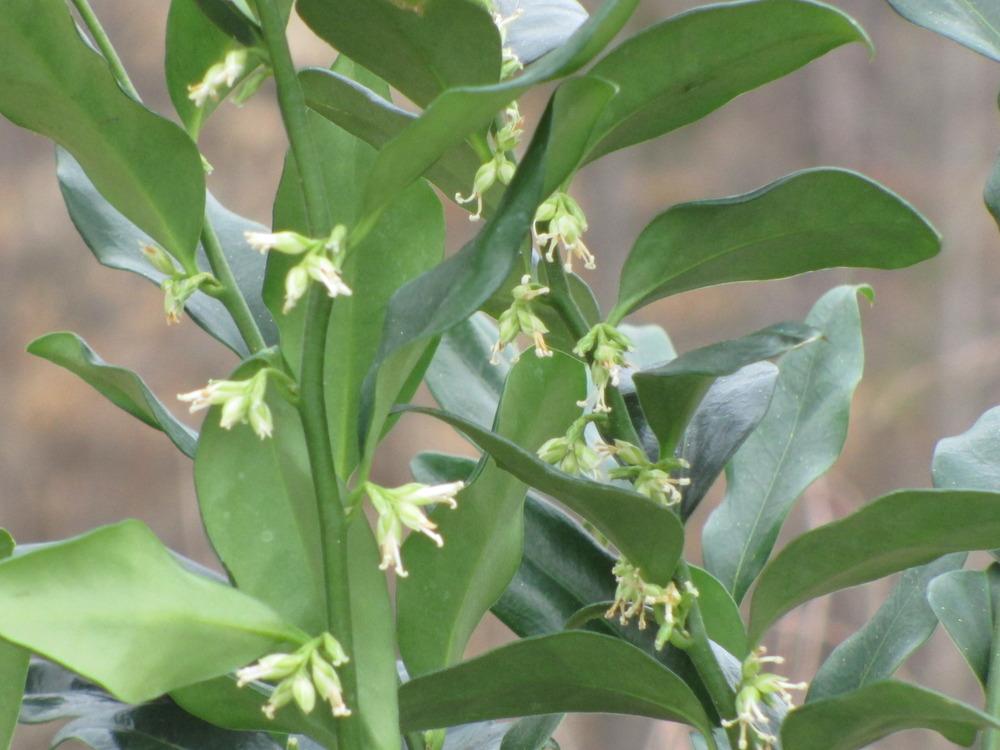 Photo of Sweet Box (Sarcococca confusa) uploaded by dragonfly53