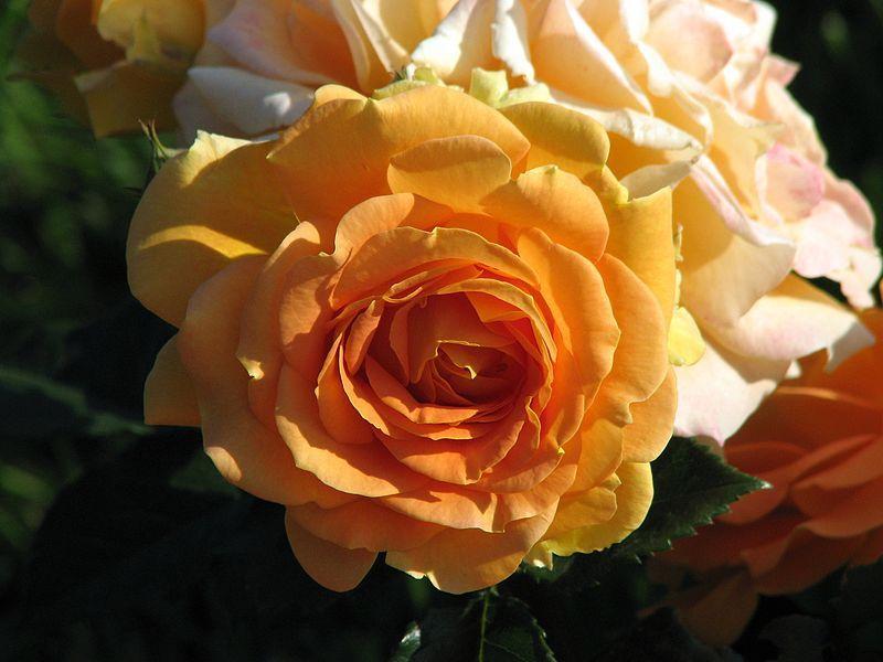 Photo of Floribunda Rose (Rosa 'Goldelse') uploaded by robertduval14