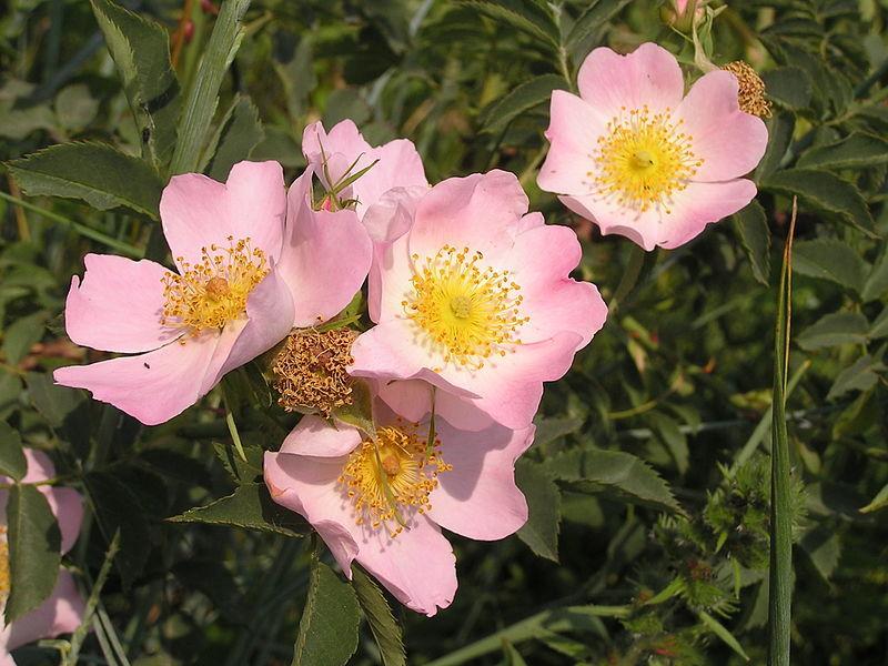 Photo of Briar Rose (Rosa canina) uploaded by robertduval14
