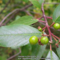 Location: Santa Monica Mountains National Recreation Area, California
Date: 2012-07-16
Unripe berries