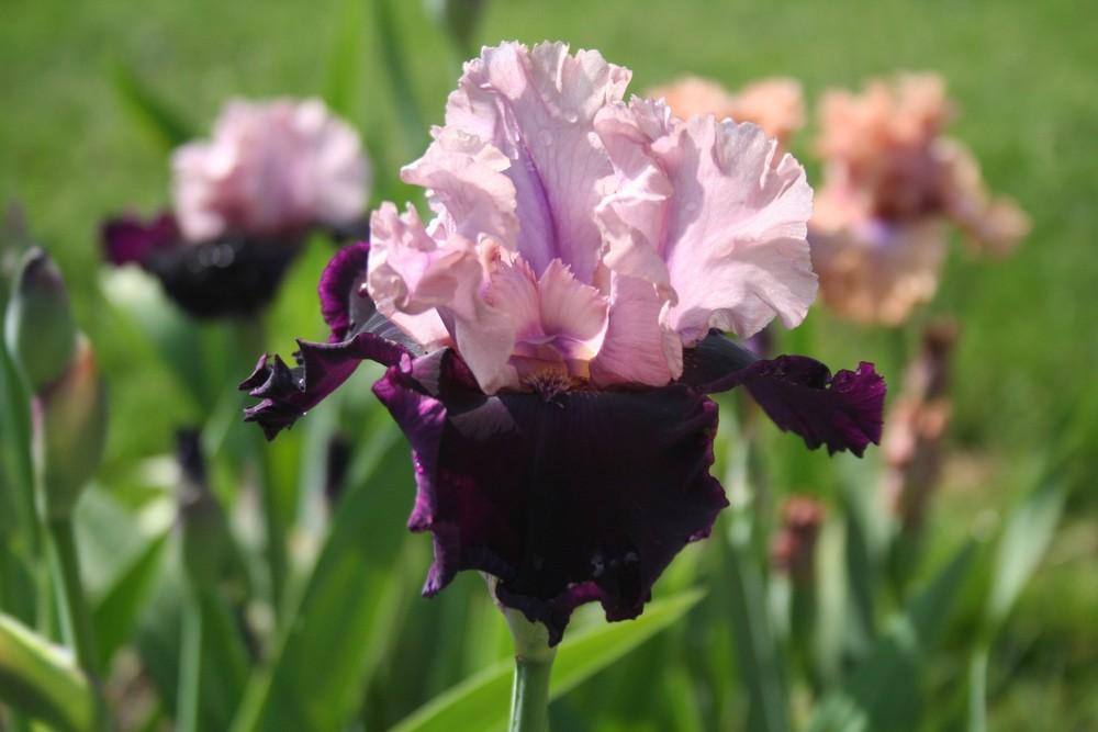 Photo of Tall Bearded Iris (Iris 'Dawn to Dusk') uploaded by KentPfeiffer