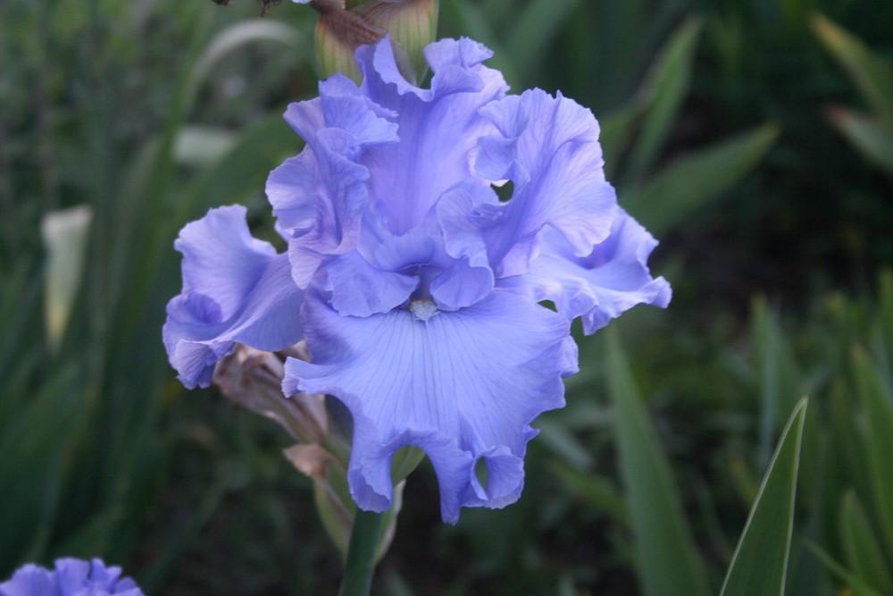 Photo of Tall Bearded Iris (Iris 'Dodger Blue') uploaded by KentPfeiffer
