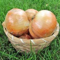 Location: My Gardens
Date: August 23, 2011
Bulbs Are Large: Makes Nice Slices.