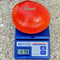 Location: My Gardens
Date: September 16, 2010
Large Fruit Over 2#