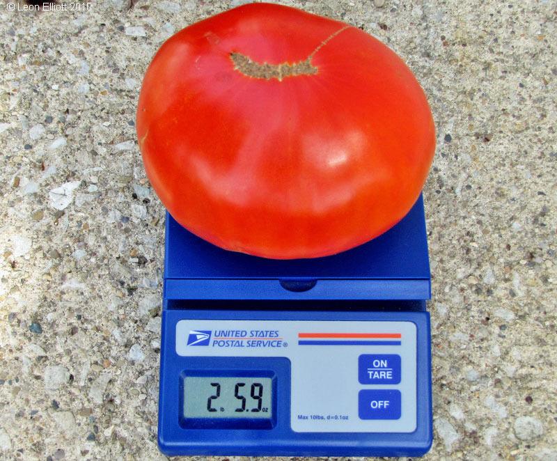 Photo of Tomato (Solanum lycopersicum 'Goliath') uploaded by TBGDN