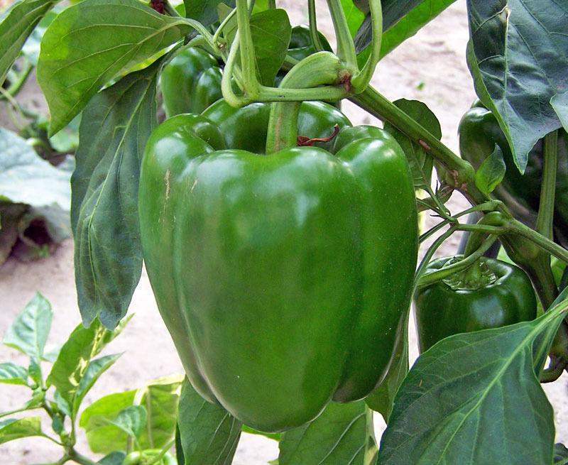 Photo of Bell Pepper (Capsicum annuum 'Colossal') uploaded by TBGDN