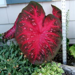 Location: Courtyard 
Date: 2012-0727
This is the mammoth version of Red Flash caladium. Purchased thro