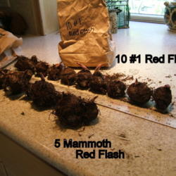 Location: Kitchen counter
Date: 2012-0511
Showing size difference between 5 mammoth Red Flash and 10 #1 siz