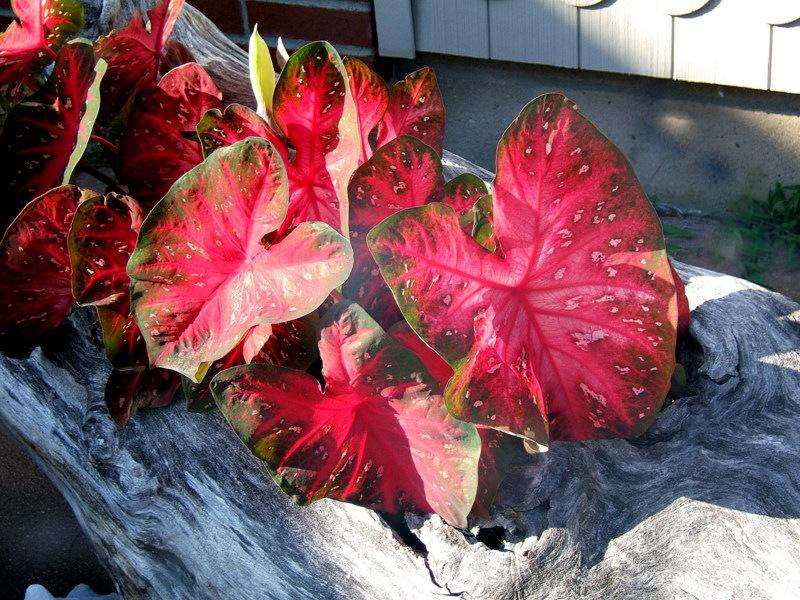 Photo of Fancy-leaf Caladium (Caladium 'Red Flash') uploaded by pirl