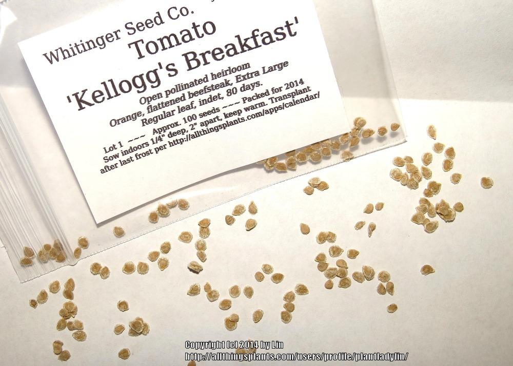 Photo of Tomato (Solanum lycopersicum 'Kellogg's Breakfast') uploaded by plantladylin
