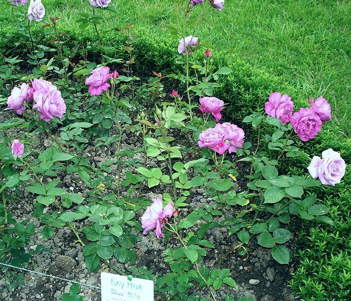 Photo of Rose (Rosa 'Blue Nile') uploaded by robertduval14
